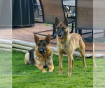 Small #4 German Malinois