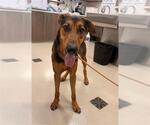 MORD - Male German Shepherd Dog Dog for Adoption - Small photo