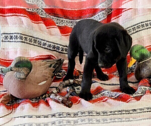 Medium Photo #2 Labrador Retriever Puppy For Sale in MERIDEN, KS, USA
