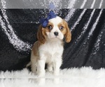 Small #3 Cavalier King Charles Spaniel