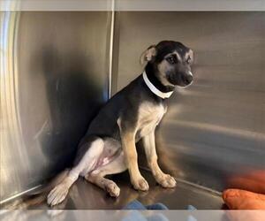 German Shepherd Dog-Siberian Husky Mix Dogs for adoption in Rancho Cucamonga, CA, USA