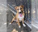 Small #1 Mutt