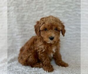 Medium Maltipoo