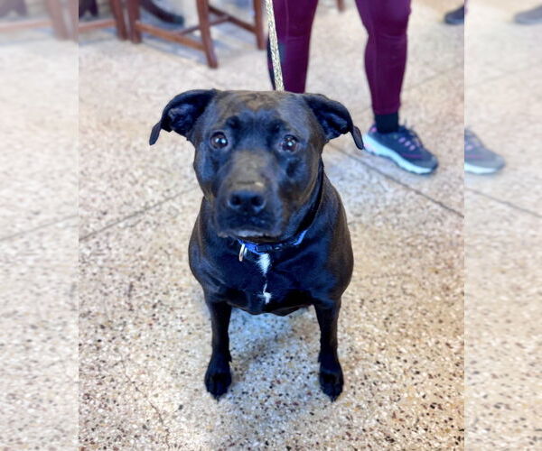 Medium Photo #5 Labrador Retriever-Unknown Mix Puppy For Sale in Williamsburg, IA, USA