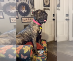 Small #7 Mastiff