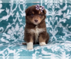 Australian Shepherd Puppy for sale in LAKELAND, FL, USA