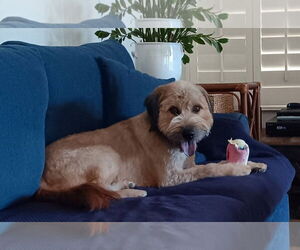 Mutt Dogs for adoption in Phoenix, AZ, USA