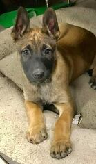 Belgian Malinois Puppy for sale in HAMILTON, OH, USA