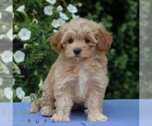 Cavapoo Puppy for sale in EAST EARL, PA, USA