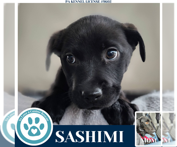 Medium Photo #2 Labrador Retriever Puppy For Sale in Kimberton, PA, USA