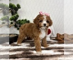 Small #5 Cavapoo (Miniature)