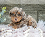 Small Photo #6 Poodle (Miniature) Puppy For Sale in WOLCOTTVILLE, IN, USA