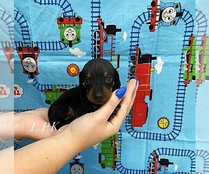 Dachshund Puppy for sale in WINNSBORO, LA, USA