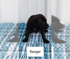 Mountain Cur Puppy for sale in CLARKRANGE, TN, USA