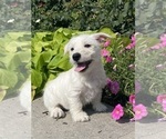 Small #2 West Highland White Terrier