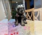 Small Photo #3 Schnauzer (Giant) Puppy For Sale in SAINT CLOUD, FL, USA