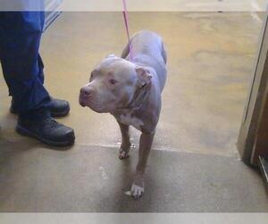Mutt Dogs for adoption in Sacramento, CA, USA