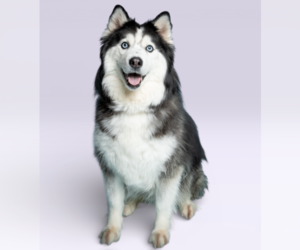 Siberian Husky Dogs for adoption in Carrollton, TX, USA