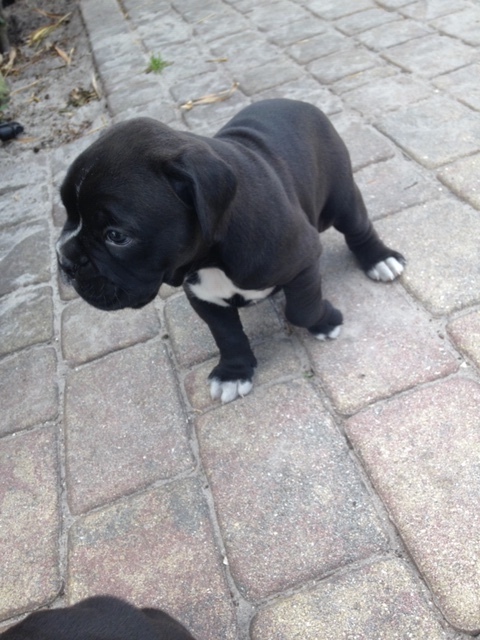 Medium Photo #1 Boxer Puppy For Sale in FORT MYERS, FL, USA