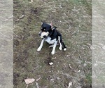 Small Photo #1 Border Collie Puppy For Sale in BONANZA, OR, USA