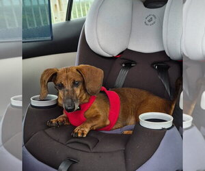 Dakota and Moose - Female Dachshund Dog for Adoption - Photo #9