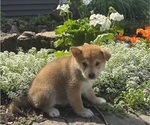 Small #2 Shiba Inu