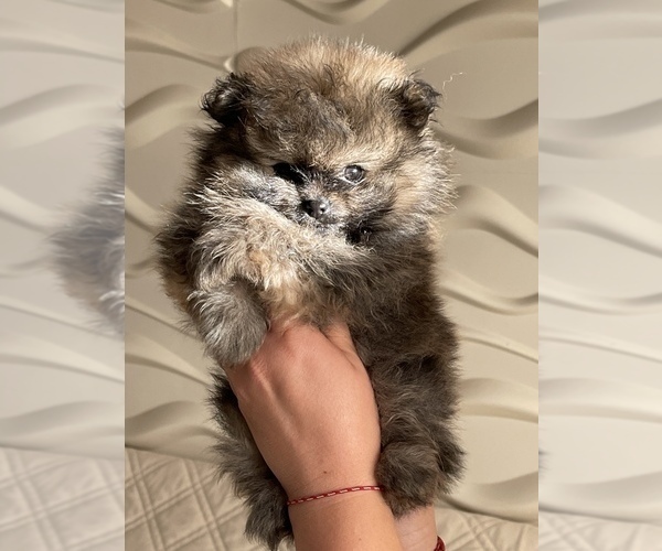 Medium Photo #9 Pomeranian Puppy For Sale in BRICK, NJ, USA