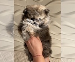 Small Photo #9 Pomeranian Puppy For Sale in BRICK, NJ, USA
