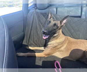 Mutt Dogs for adoption in Imlay City, MI, USA