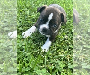 Boston Terrier Puppy for sale in FRANKLIN, VT, USA