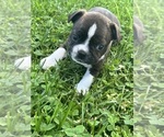 Small Boston Terrier