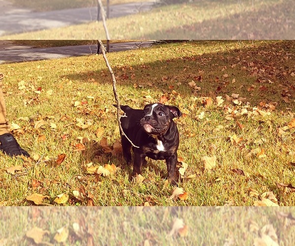 Medium Photo #15 Olde English Bulldogge Puppy For Sale in KANSAS CITY, MO, USA