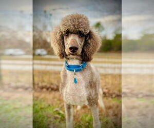 Poodle (Standard) Dogs for adoption in Pacolet, SC, USA