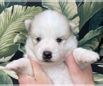 Small Photo #11 Pomsky-Siberian Husky Mix Puppy For Sale in WINDERMERE, FL, USA