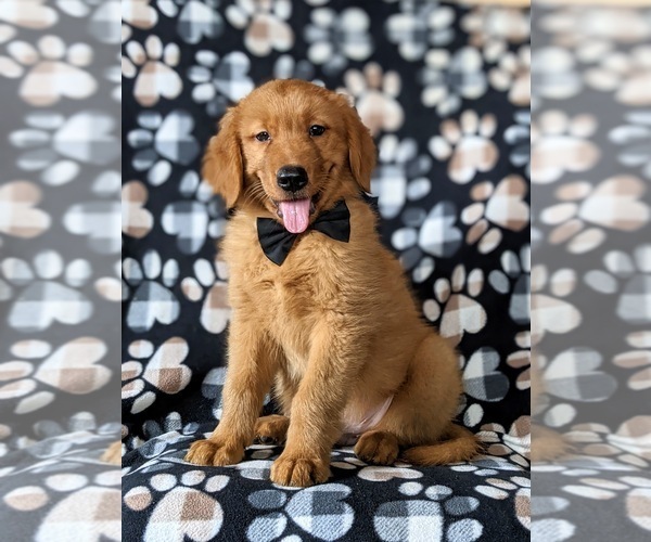 Medium Photo #5 Golden Retriever Puppy For Sale in NOTTINGHAM, PA, USA