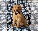 Small Photo #5 Golden Retriever Puppy For Sale in NOTTINGHAM, PA, USA