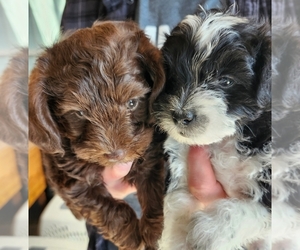 Schnoodle (Miniature) Puppy for sale in HAZLETON, IA, USA