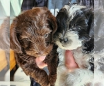 Small Photo #1 Schnoodle (Miniature) Puppy For Sale in HAZLETON, IA, USA