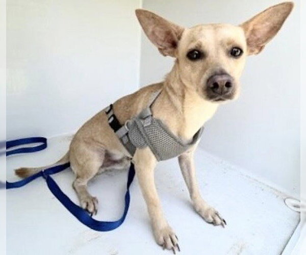 Medium Photo #1 Chihuahua Puppy For Sale in Houston, TX, USA