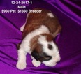 Small Photo #1 Saint Bernard Puppy For Sale in IMPERIAL, MO, USA