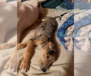 German Shorthaired Pointer Dogs for adoption in The Woodlands, TX, USA