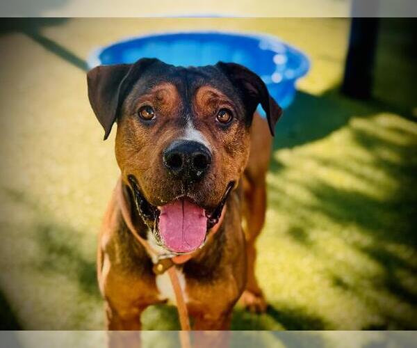 Medium Photo #2 Mastador Puppy For Sale in Orlando, FL, USA