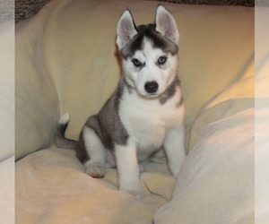 Siberian Husky Puppy for sale in ENCINO, CA, USA