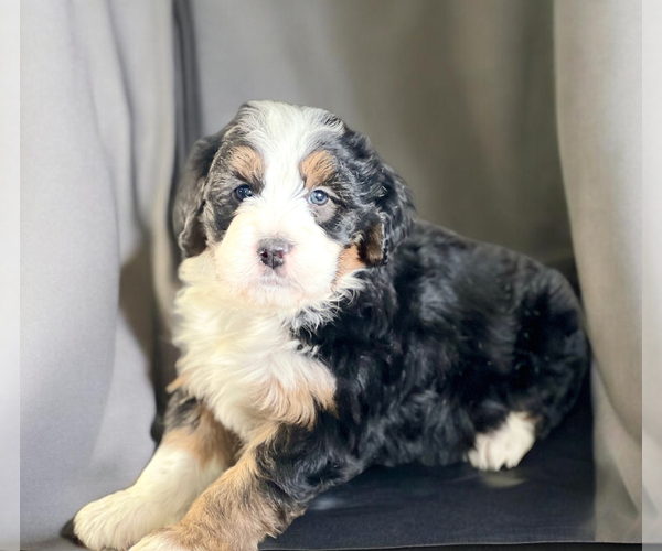 Medium Photo #2 Bernedoodle (Miniature) Puppy For Sale in DUNDEE, OH, USA
