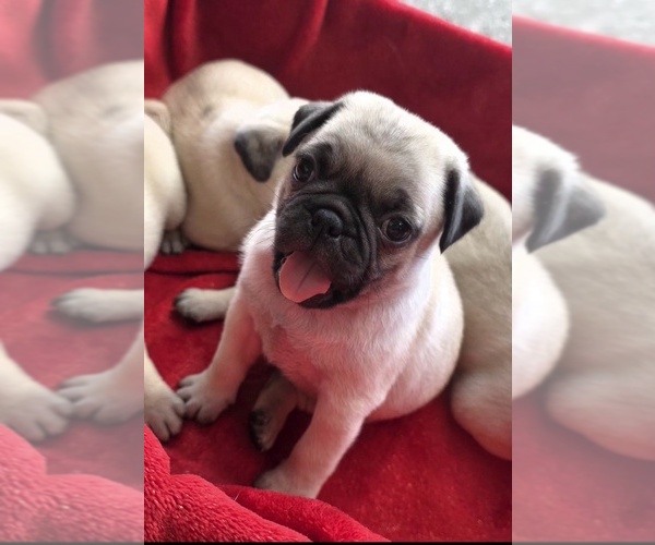 Medium Photo #1 Pug Puppy For Sale in SILVER SPRINGS, FL, USA