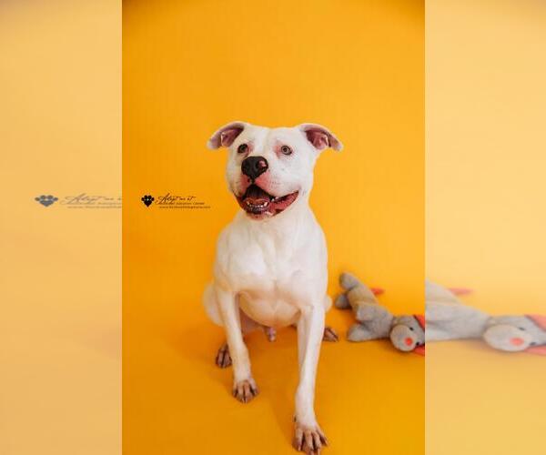 Medium Photo #5 American Bulldog-Unknown Mix Puppy For Sale in Rockwall, TX, USA