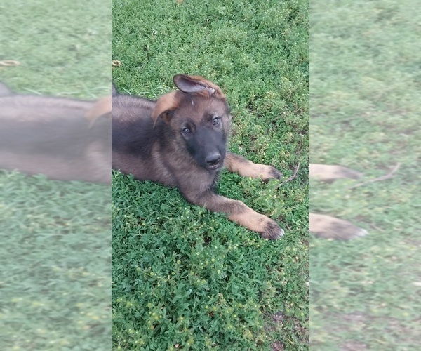 Medium Photo #4 German Shepherd Dog Puppy For Sale in MOUNTAIN LAKE, MN, USA