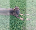 Small #3 German Shepherd Dog