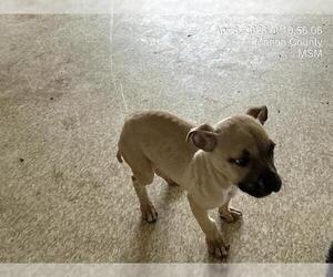 American Pit Bull Terrier-Unknown Mix Dogs for adoption in Ocala, FL, USA