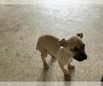 Small American Pit Bull Terrier Mix
